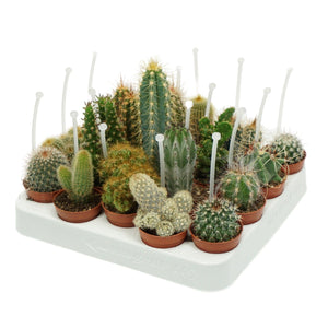Mixed Cactus Collection – 5.5cm Pots
