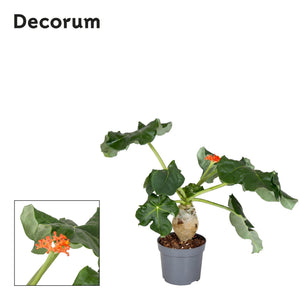 Jatropha podagrica – 13cm Pot