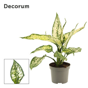 Aglaonema White Diamond – 9cm Pot