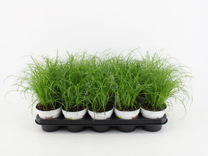 Dwarf Umbrella Palm (Cyperus alternifolius ‘Zumula’) – 12cm Pot