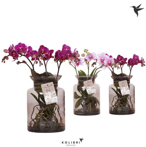 Mixed Phalaenopsis Orchid – 3 Stems, 16cm Pot