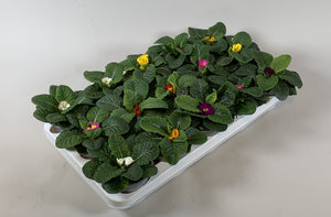 Primula Acaulis Mixed Colours – 10.5cm Pot