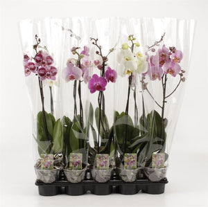 Mixed Phalaenopsis Orchid – 2 Stem, 12cm Pot