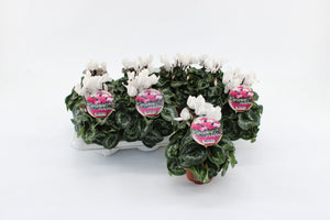 White Persian Cyclamen (Cyclamen persicum) – 10.5cm Pot
