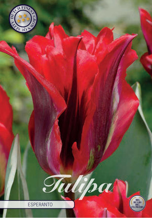 Tulipa Viridiflora ‘Esperanto’ Flower Bulbs – 7 Bulbs