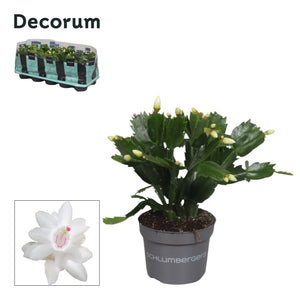 White Christmas Cactus (Schlumbergera) – 10.5cm Pot