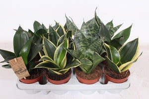Green Hahnii Snake Plant (Sansevieria trifasciata) – 9cm Pot