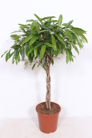 Braided Ficus Amstel King – 27cm Pot, 120cm Tall