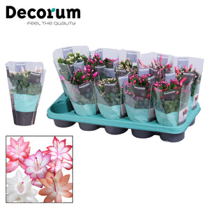 Mixed Schlumbergera Christmas Cactus – 10.5cm Pot