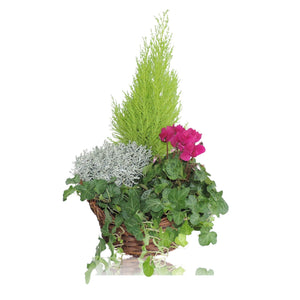 Lush Green Plant Arrangement in Wicker Basket – 25cm