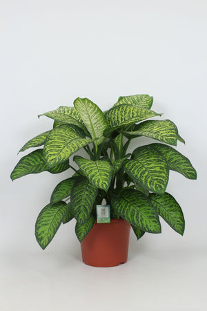 Dieffenbachia ‘Tropic Jewel’ (Dumb Cane) – 35cm Pot, 100cm High