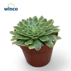 Variegated Aeonium tabuliforme – 8.5cm Pot