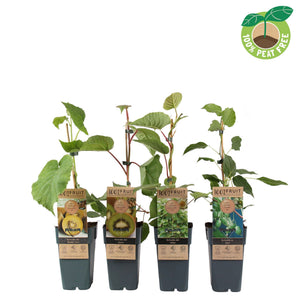 Kiwi Plant (Actinidia) – 15cm Pot, 50cm High