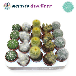 Mixed Cactus and Succulent Collection – 5.5cm Pots