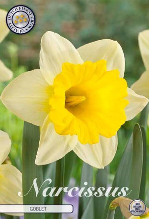 Narcissus ‘Goblet’ Daffodil Bulbs – 14/16