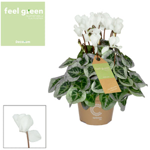 White Small-Flowered Cyclamen (Cyclamen persicum) – 10.5cm Pot