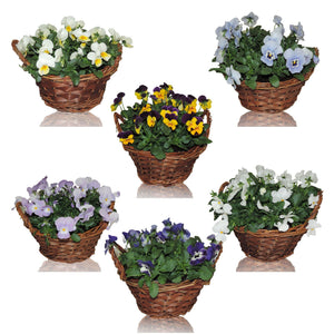 Viola Cornuta Garden Plant – 19cm Pot