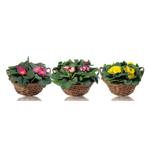 Primula Acaulis Group Garden Plant – 22cm Pot