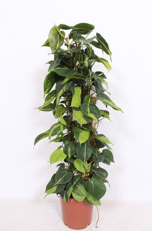 Philodendron Brasil (Philodendron scandens) – 24cm Pot