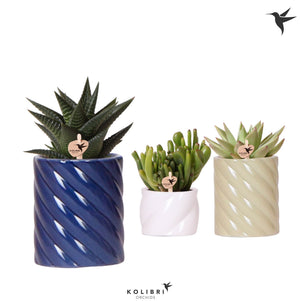 Mixed Succulent Collection – 6cm Classy Red Ceramic Pot