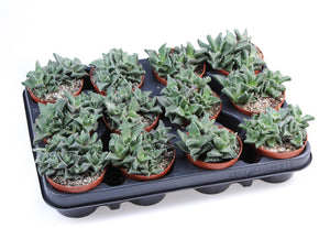 Tiger's Jaw Succulent (Faucaria tigrina) – 8.5cm Pot