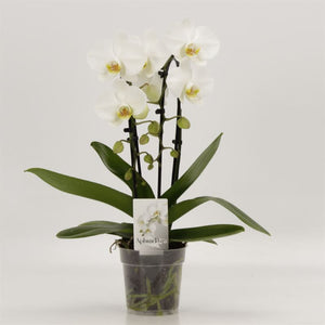 White Phalaenopsis Orchid – 2 Stem, 12cm Pot