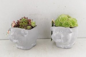 Pig-Shaped Ceramic Plant Arrangement – 12cm Pot