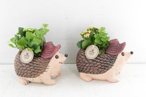 Indoor Plant Arrangement in Ceramic Hedgehog Pot – 20cm