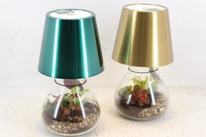Nova Lamp Terrarium Arrangement – 11cm Pot