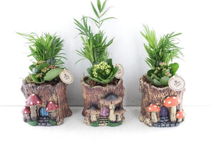 Indoor Arrangement with Tree-Stem Plants – 15cm Ceramic Pot