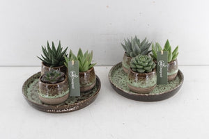 Succulent Arrangement in Brown Ceramic Pot – 20cm