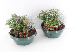 Outdoor Plant Arrangement – 20cm Pot