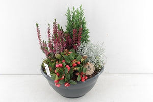 Outdoor Plant Arrangement – Black Coupe Pot, 25cm