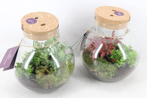 Venus Flytrap Terrarium with Rechargeable LED – 20cm