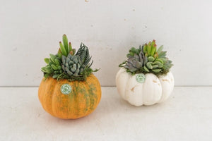 Mixed Pumpkin Plant Arrangement – 12cm Pot