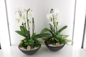 White Phalaenopsis Orchid Arrangement – 27cm Pot