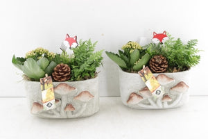 Oval Concrete Mushroom Plant Arrangement – 20cm