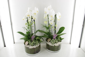 Large White Phalaenopsis Orchid Arrangement – 22cm Glass Bowl