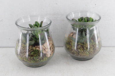 Mixed Succulent Arrangement in Glass Pot – 10cm