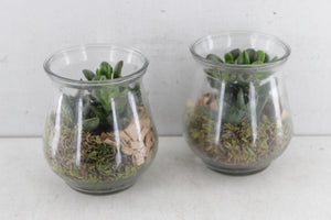 Mixed Succulent Arrangement in Glass Pot – 10cm