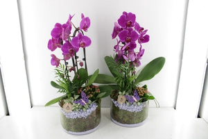 Purple Phalaenopsis Orchid Arrangement – 20cm Glass Pot