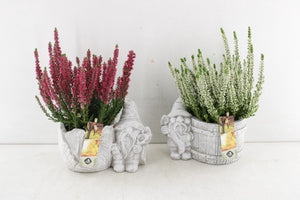 Outdoor Arrangement with Cement Gnome – 18cm Dish