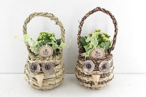 Indoor Plant Arrangement in Wicker Basket – 15cm Pot