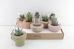 Beaver-Tail Succulent Cactus – 10cm Pot