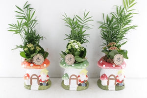 Gnome Plant Arrangement – 15cm Ceramic Pot