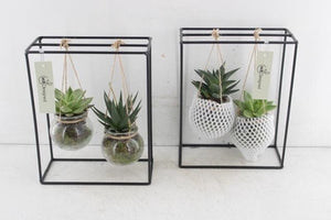 Black Metal Hanging Plant Rack Arrangement – 20cm