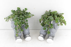 Peperomia ‘Sitting Jeans’ Arrangement – 14cm Ceramic Pot