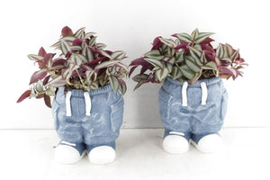 Blue Tradescantia Arrangement – 14cm Ceramic Pot