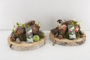 Amaryllis Bulb Arrangement – 24cm Pot