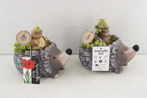 Amaryllis Arrangement in Ceramic Hedgehog Pot – 18cm